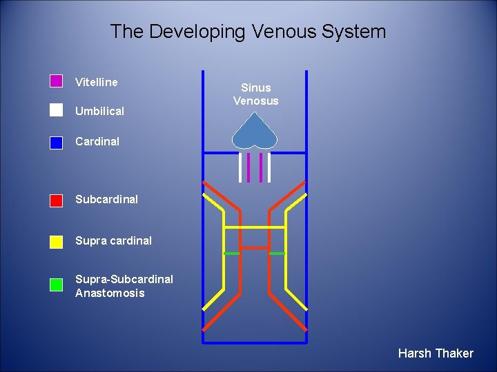 The Developing Venous System Vitelline Umbilical Sinus Venosus Cardinal Subcardinal Supra-Subcardinal Anastomosis Harsh Thaker