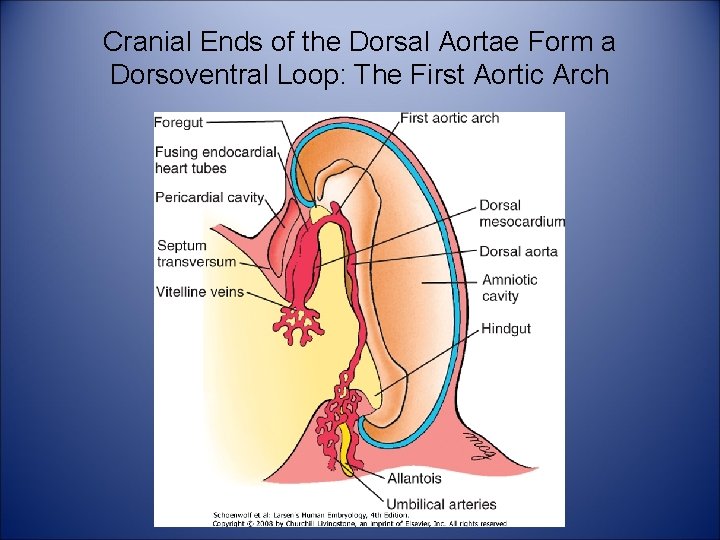 Cranial Ends of the Dorsal Aortae Form a Dorsoventral Loop: The First Aortic Arch