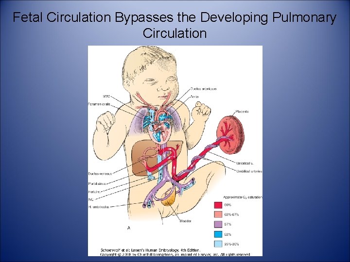 Fetal Circulation Bypasses the Developing Pulmonary Circulation 
