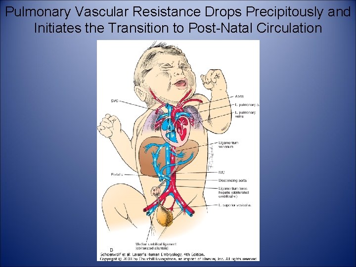 Pulmonary Vascular Resistance Drops Precipitously and Initiates the Transition to Post-Natal Circulation 