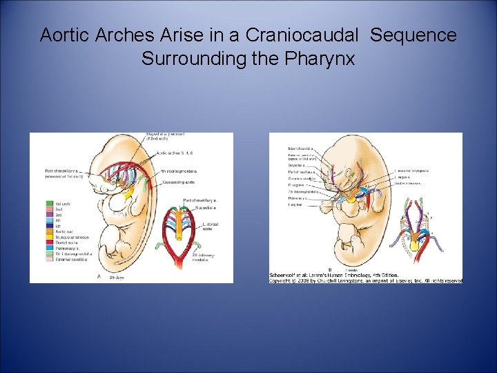 Aortic Arches Arise in a Craniocaudal Sequence Surrounding the Pharynx 