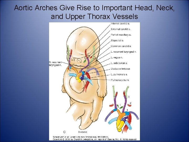 Aortic Arches Give Rise to Important Head, Neck, and Upper Thorax Vessels 