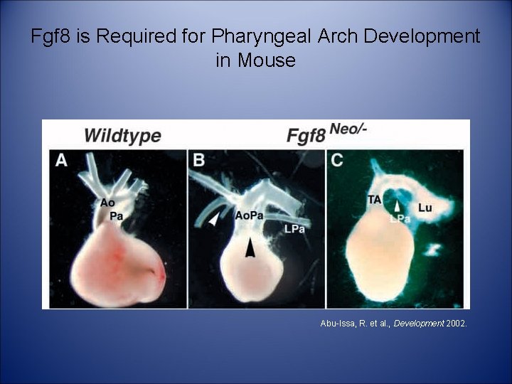 Fgf 8 is Required for Pharyngeal Arch Development in Mouse Abu-Issa, R. et al.