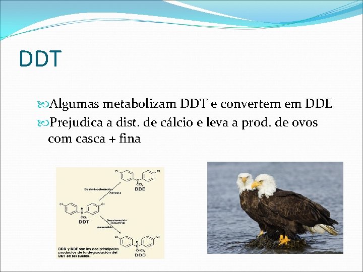 DDT Algumas metabolizam DDT e convertem em DDE Prejudica a dist. de cálcio e