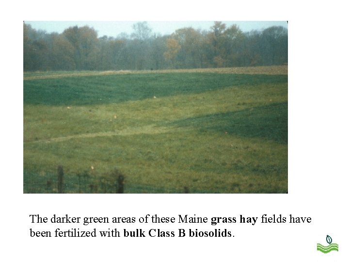 The darker green areas of these Maine grass hay fields have been fertilized with