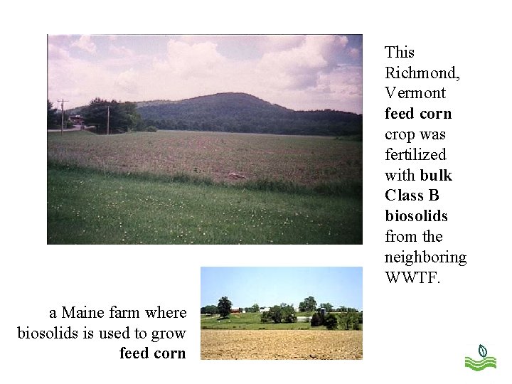 This Richmond, Vermont feed corn crop was fertilized with bulk Class B biosolids from