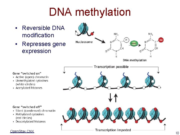 DNA methylation • Reversible DNA modification • Represses gene expression Open. Stax CNX 10