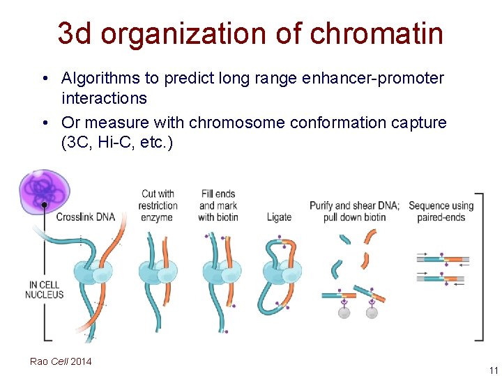 3 d organization of chromatin • Algorithms to predict long range enhancer-promoter interactions •