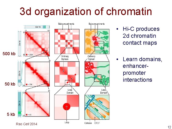 3 d organization of chromatin • Hi-C produces 2 d chromatin contact maps 500