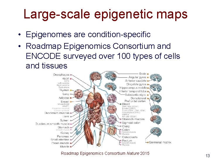 Large-scale epigenetic maps • Epigenomes are condition-specific • Roadmap Epigenomics Consortium and ENCODE surveyed