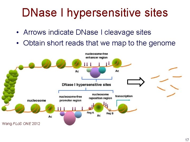 DNase I hypersensitive sites • Arrows indicate DNase I cleavage sites • Obtain short