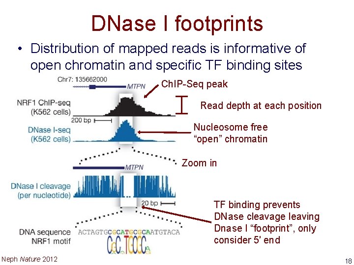 DNase I footprints • Distribution of mapped reads is informative of open chromatin and