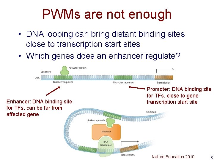 PWMs are not enough • DNA looping can bring distant binding sites close to