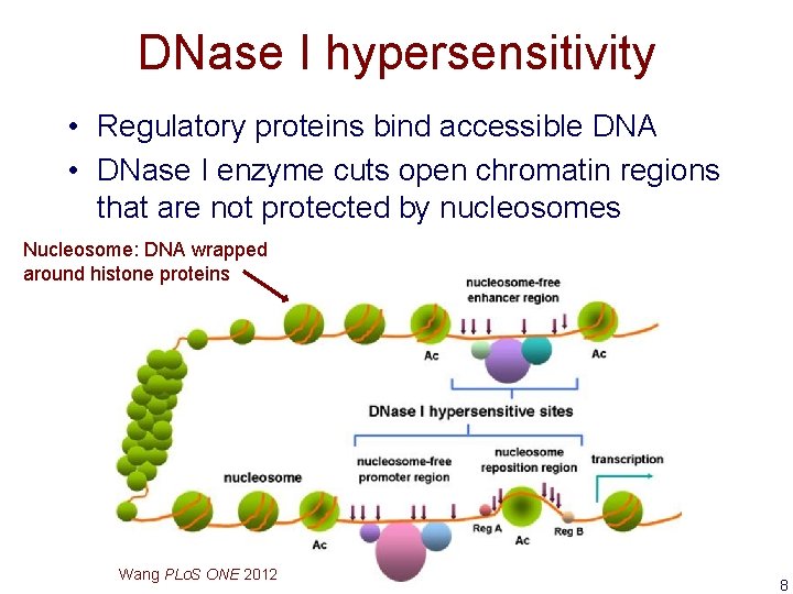 DNase I hypersensitivity • Regulatory proteins bind accessible DNA • DNase I enzyme cuts
