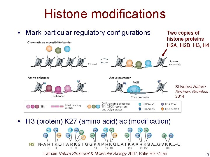 Histone modifications • Mark particular regulatory configurations Two copies of histone proteins H 2