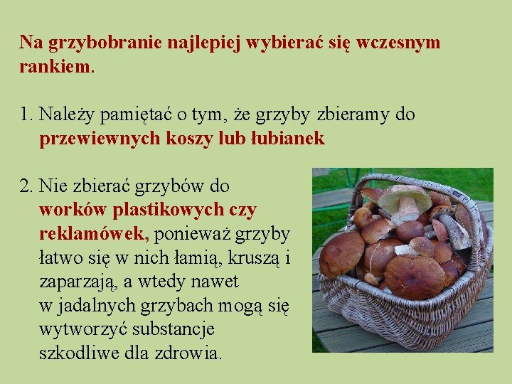 Na grzybobranie najlepiej wybierać się wczesnym rankiem. 1. Należy pamiętać o tym, że grzyby