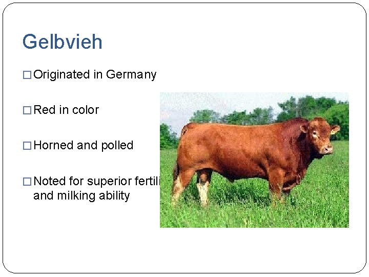 Gelbvieh � Originated in Germany � Red in color � Horned and polled �