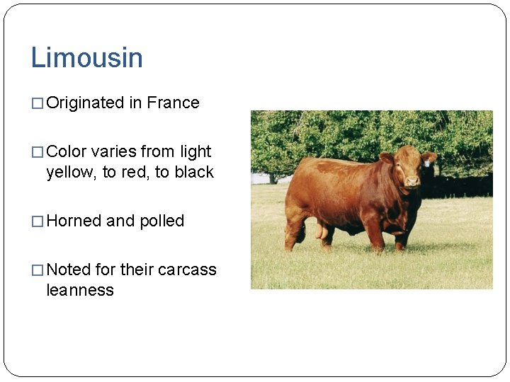 Limousin � Originated in France � Color varies from light yellow, to red, to
