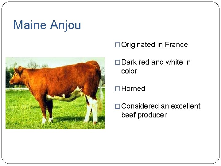 Maine Anjou � Originated in France � Dark red and white in color �