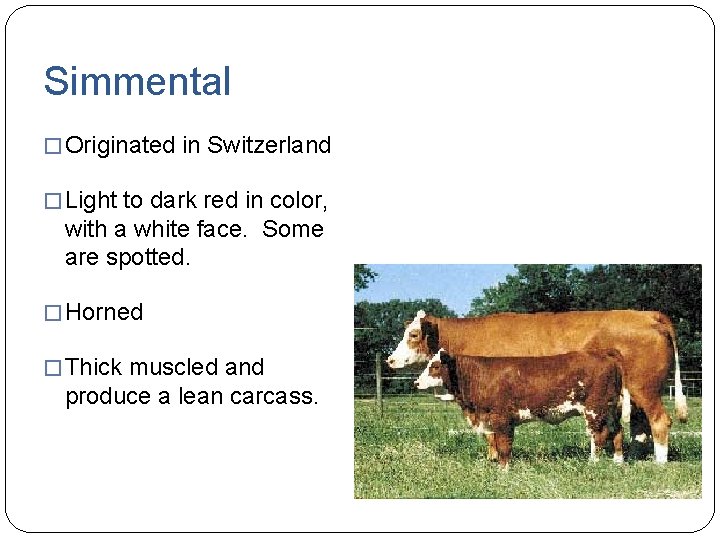 Simmental � Originated in Switzerland � Light to dark red in color, with a