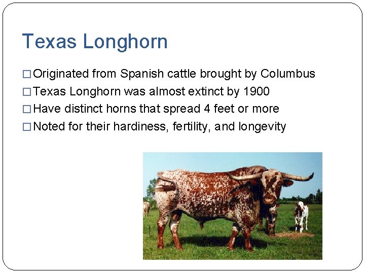 Texas Longhorn � Originated from Spanish cattle brought by Columbus � Texas Longhorn was