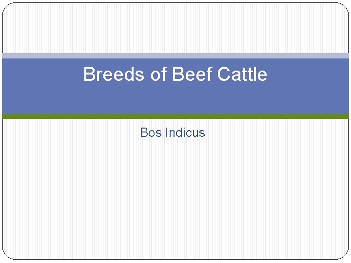 Breeds of Beef Cattle Bos Indicus 