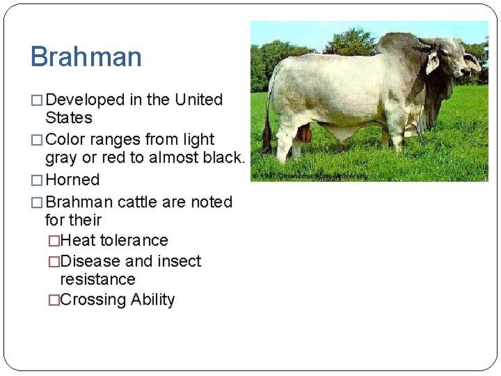 Brahman � Developed in the United States � Color ranges from light gray or