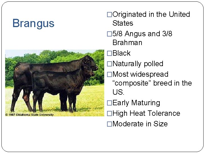 Brangus �Originated in the United States � 5/8 Angus and 3/8 Brahman �Black �Naturally