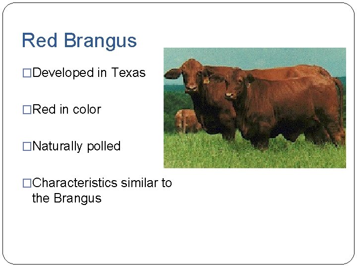 Red Brangus �Developed in Texas �Red in color �Naturally polled �Characteristics similar to the