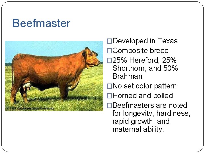 Beefmaster �Developed in Texas �Composite breed � 25% Hereford, 25% Shorthorn, and 50% Brahman