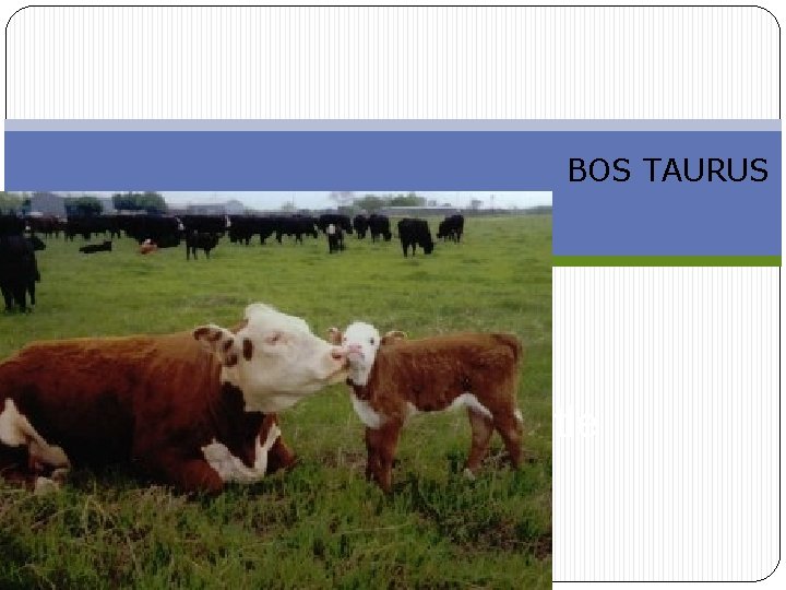 BOS TAURUS Breeds of Beef Cattle 