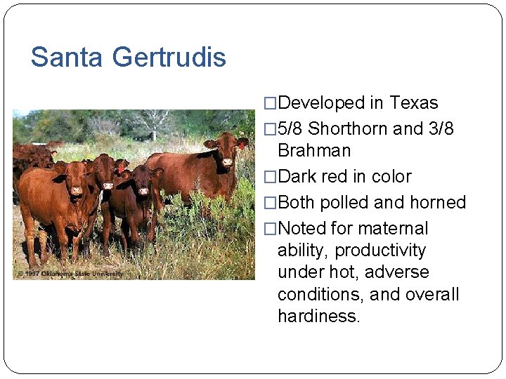 Santa Gertrudis �Developed in Texas � 5/8 Shorthorn and 3/8 Brahman �Dark red in