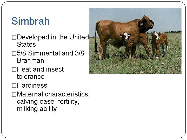 Simbrah �Developed in the United States � 5/8 Simmental and 3/8 Brahman �Heat and