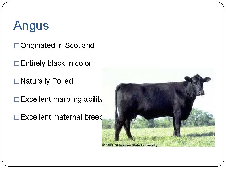Angus � Originated in Scotland � Entirely black in color � Naturally Polled �