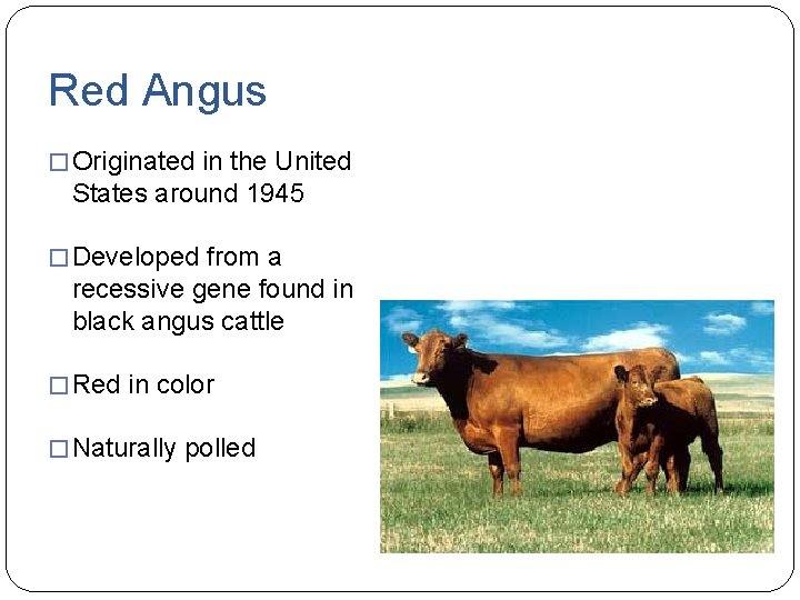 Red Angus � Originated in the United States around 1945 � Developed from a