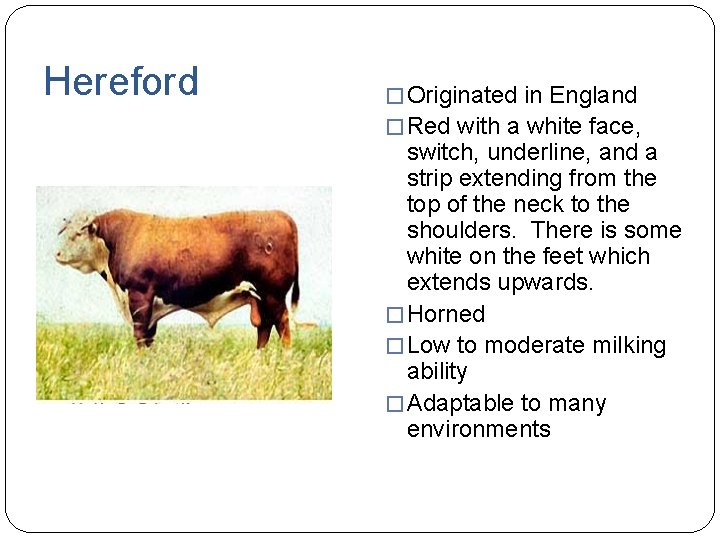 Hereford � Originated in England � Red with a white face, switch, underline, and