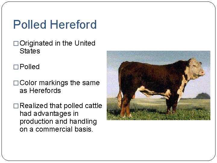 Polled Hereford � Originated in the United States � Polled � Color markings the