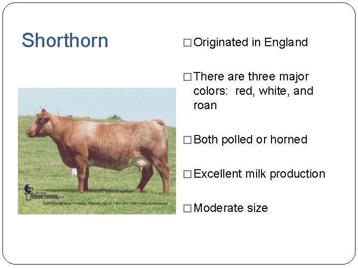 Shorthorn � Originated in England � There are three major colors: red, white, and