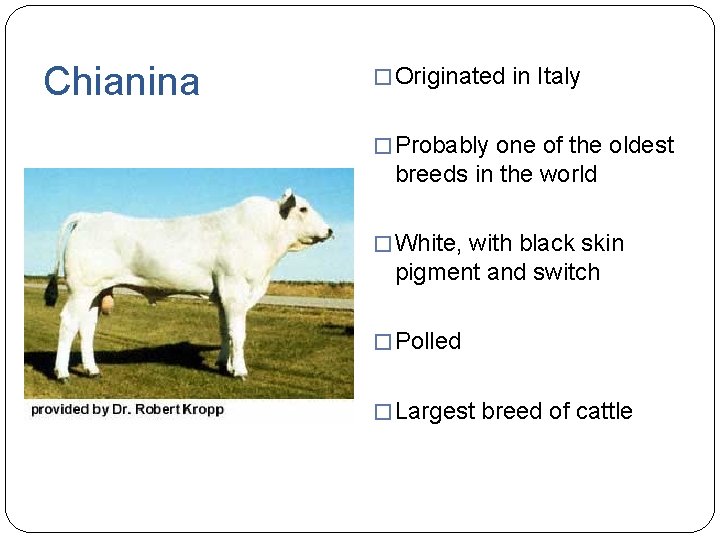 Chianina � Originated in Italy � Probably one of the oldest breeds in the