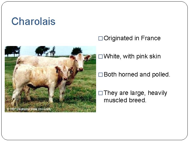 Charolais � Originated in France � White, with pink skin � Both horned and