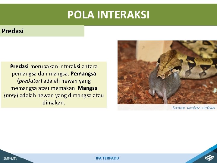 POLA INTERAKSI Predasi merupakan interaksi antara pemangsa dan mangsa. Pemangsa (predator) adalah hewan yang