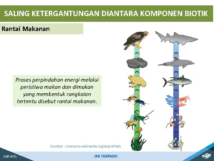 SALING KETERGANTUNGAN DIANTARA KOMPONEN BIOTIK Rantai Makanan Proses perpindahan energi melalui peristiwa makan dimakan