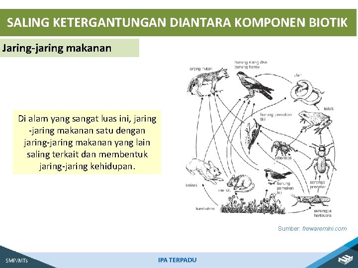 SALING KETERGANTUNGAN DIANTARA KOMPONEN BIOTIK Jaring-jaring makanan Di alam yang sangat luas ini, jaring