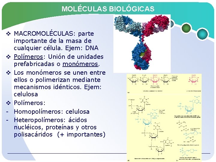 MOLÉCULAS BIOLÓGICAS v MACROMOLÉCULAS: parte importante de la masa de cualquier célula. Ejem: DNA