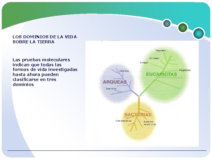 LOS DOMINIOS DE LA VIDA SOBRE LA TIERRA Las pruebas moleculares indican que todas