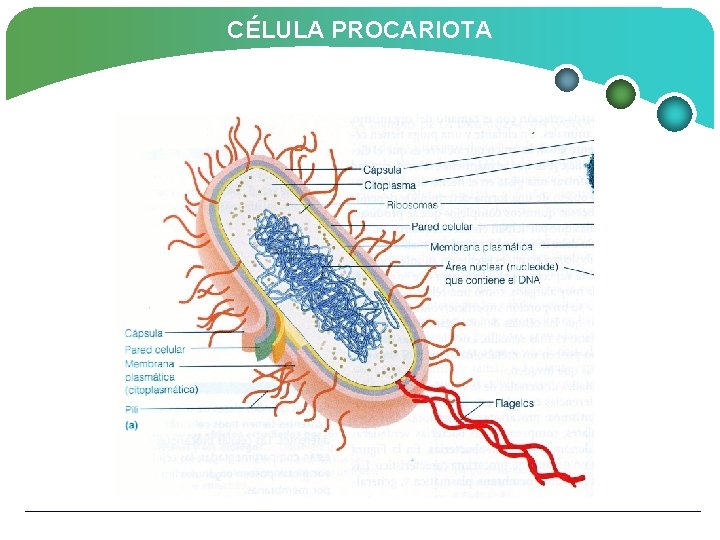 CÉLULA PROCARIOTA 