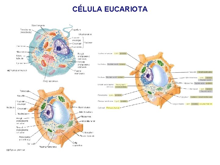 CÉLULA EUCARIOTA 