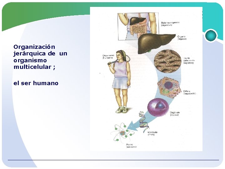 Organización jerárquica de un organismo multicelular ; el ser humano 