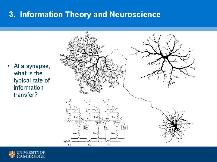 3. Information Theory and Neuroscience • At a synapse, what is the typical rate