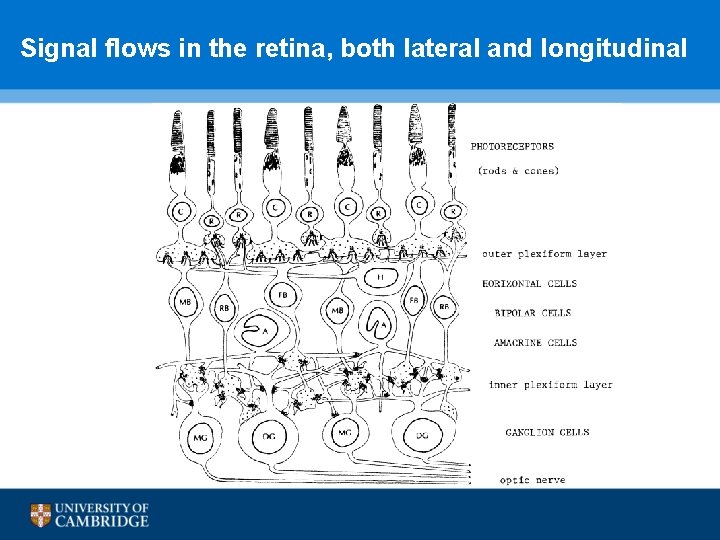Signal flows in the retina, both lateral and longitudinal 